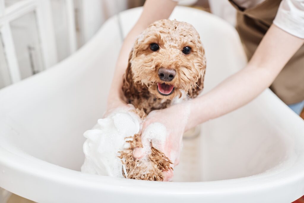 toilettage, shampoing nourrissant chien caniche, smithandburton