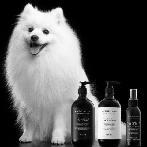 spitz allemand blanc toiletté avec les shampoing nourrissant smithandburton 