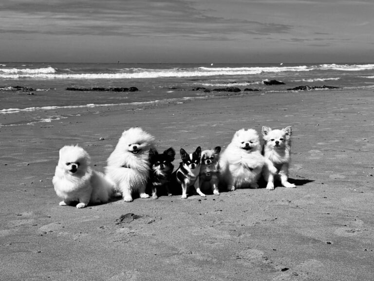 spitz, Pomeranian et chihuahua à la plage en vacances