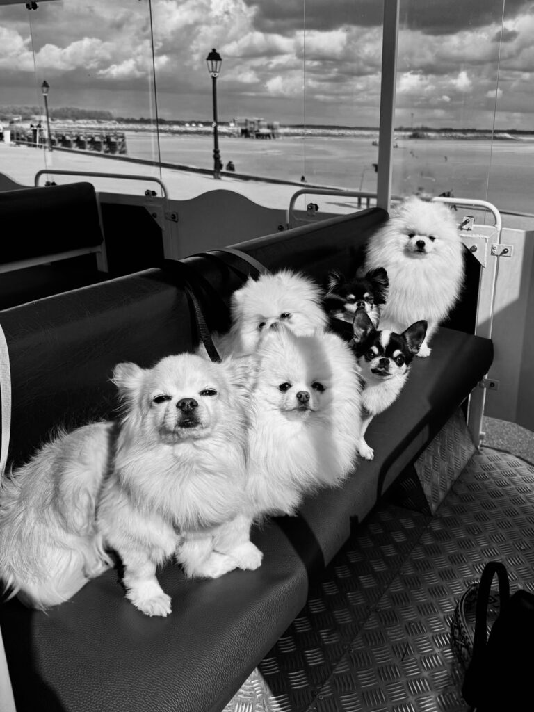 chihuahua, spitz, Poméranian dans un petit train touristique