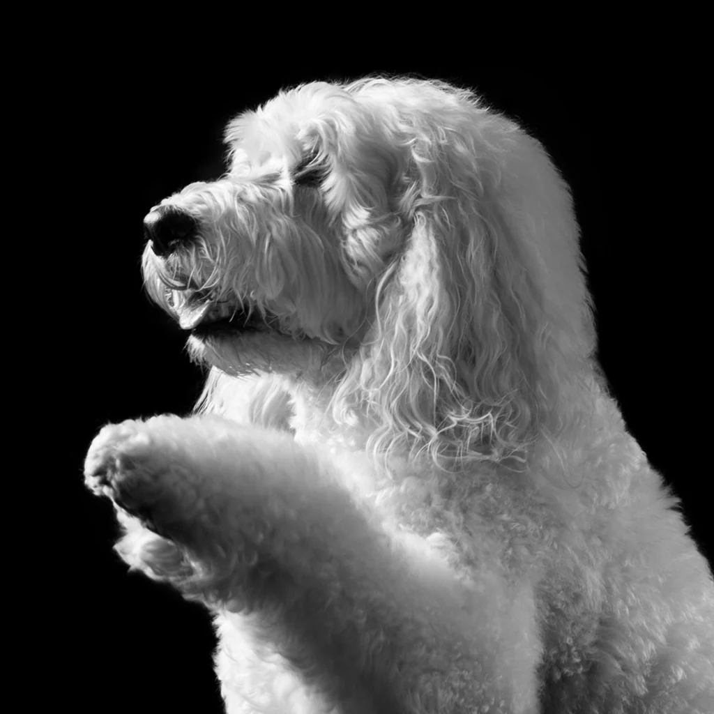 labradoodle blanc, smith and Burton