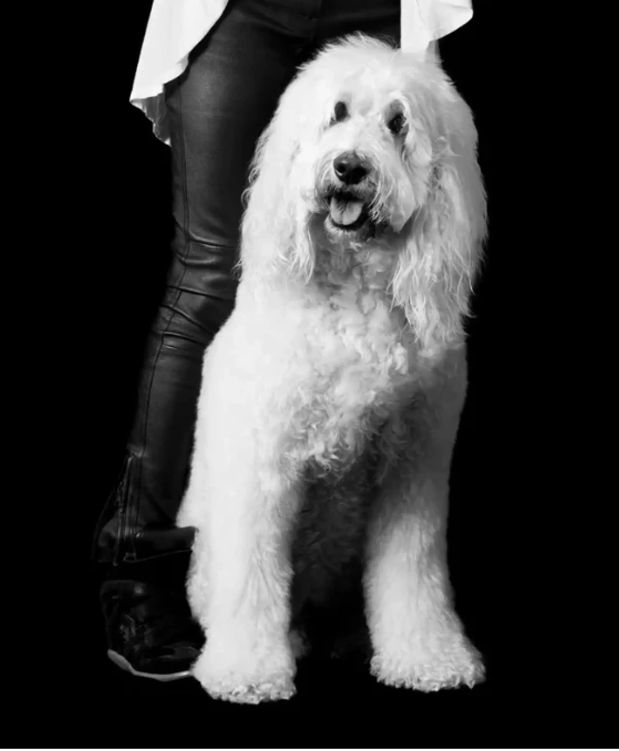 chien labradoodle blanc poils longs