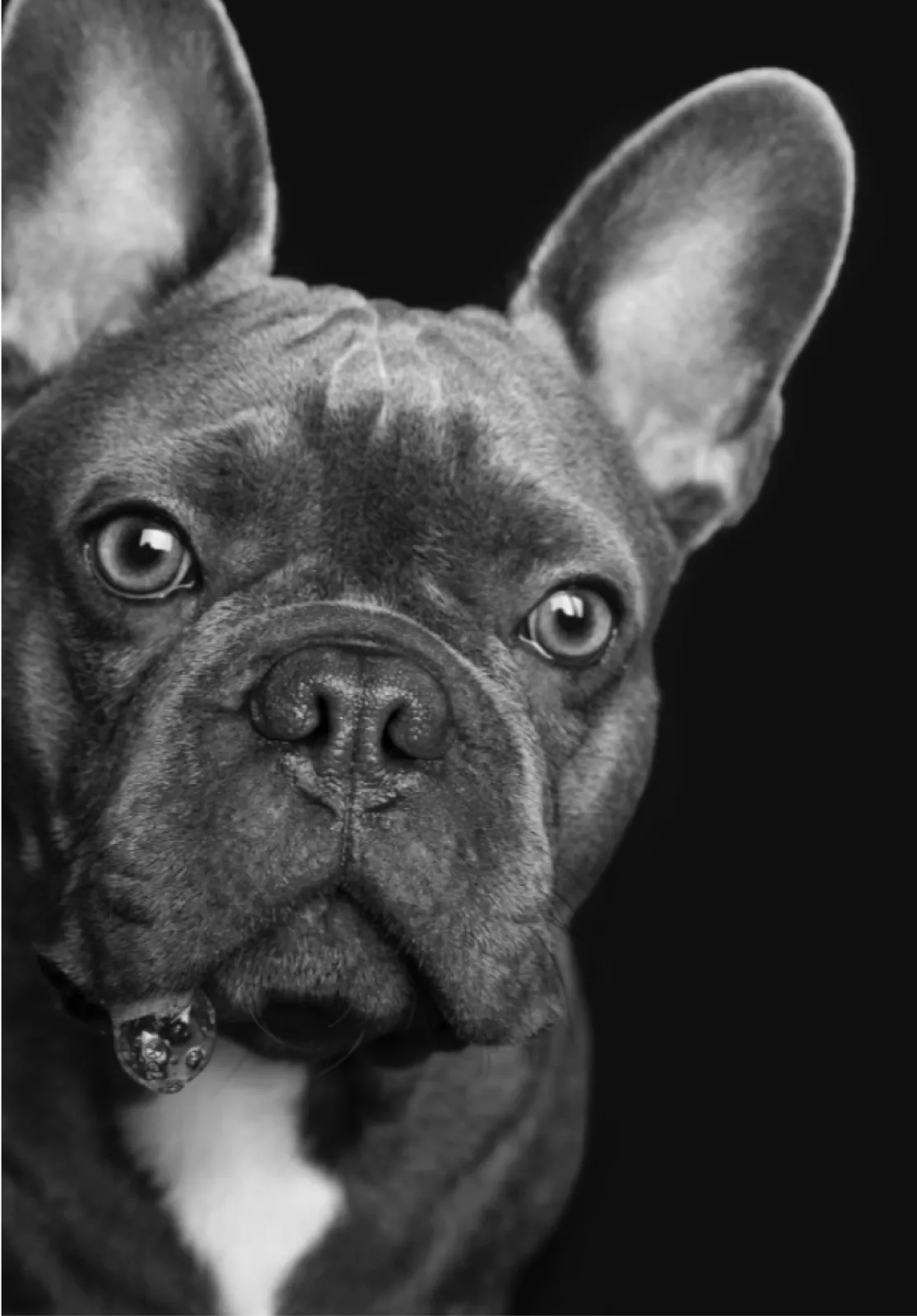 bouledogue français, poils brillant, regard vif