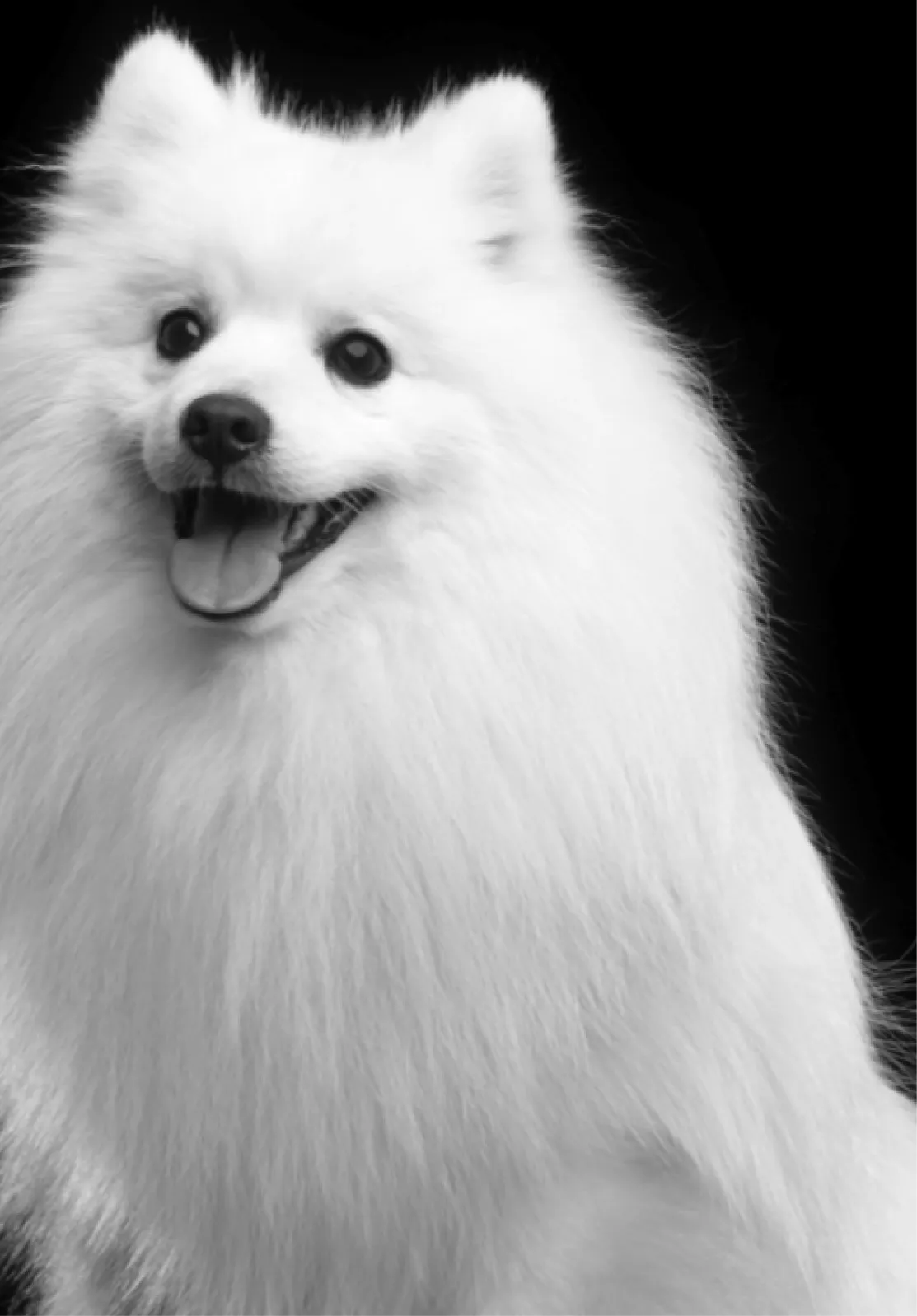 spitz allemand blanc toilettage