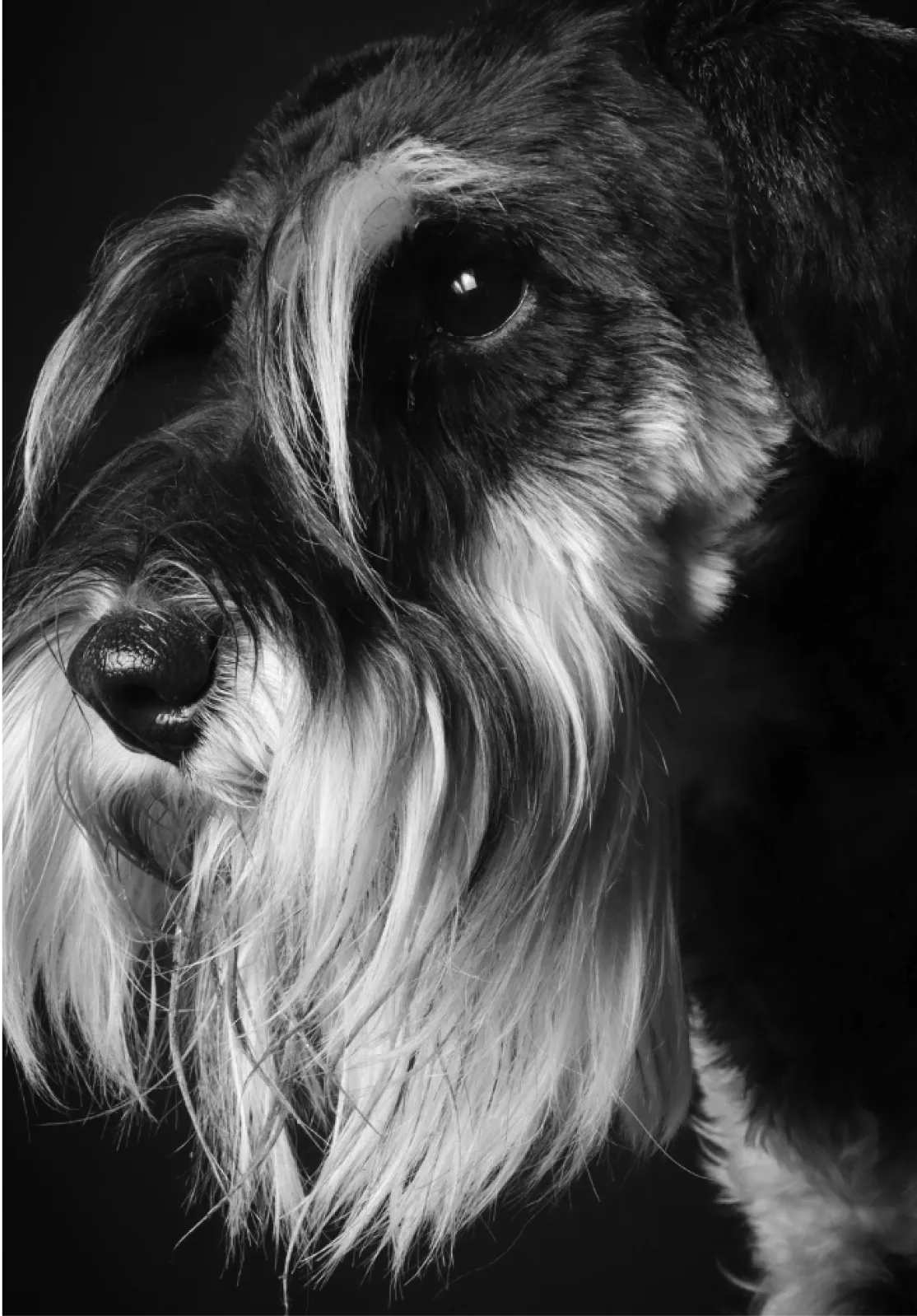 schnauzer chien photo en noir et blanc
