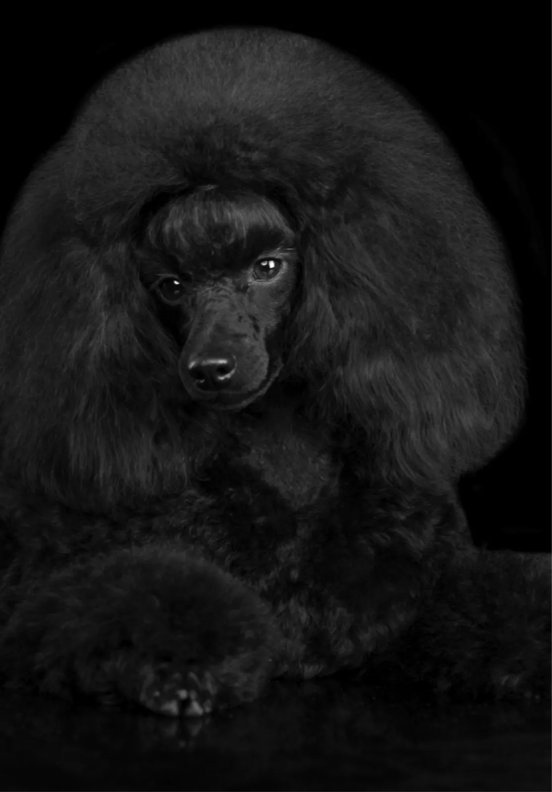 caniche noir exposition, dog show toiletté avec smithandburton