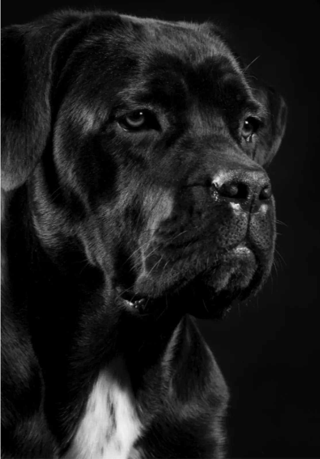 shampoing naturel pour chien