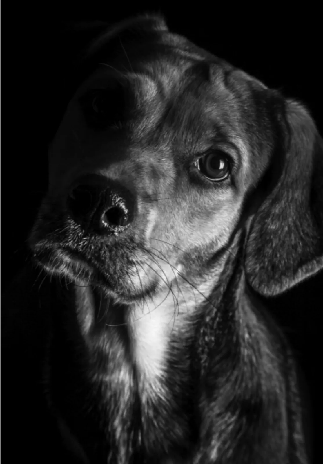 chien noir et blanc au regard intrigué, tête penchée