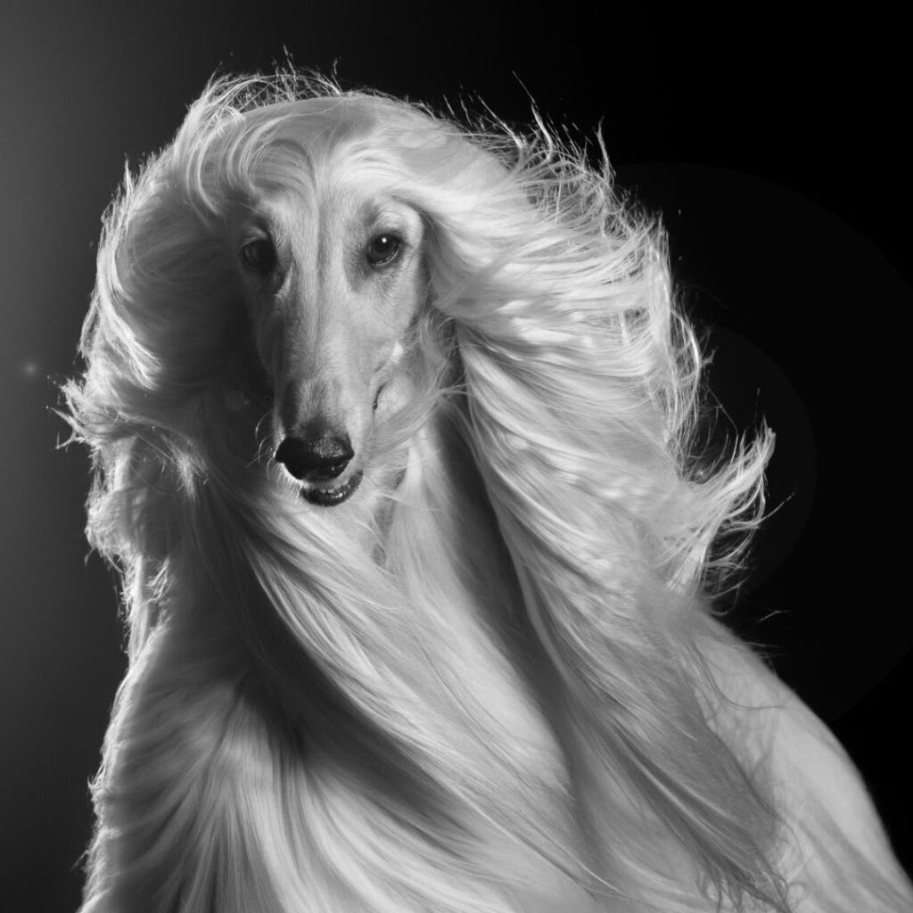 chien poils long, brillant et hydraté, lévrier Afghan