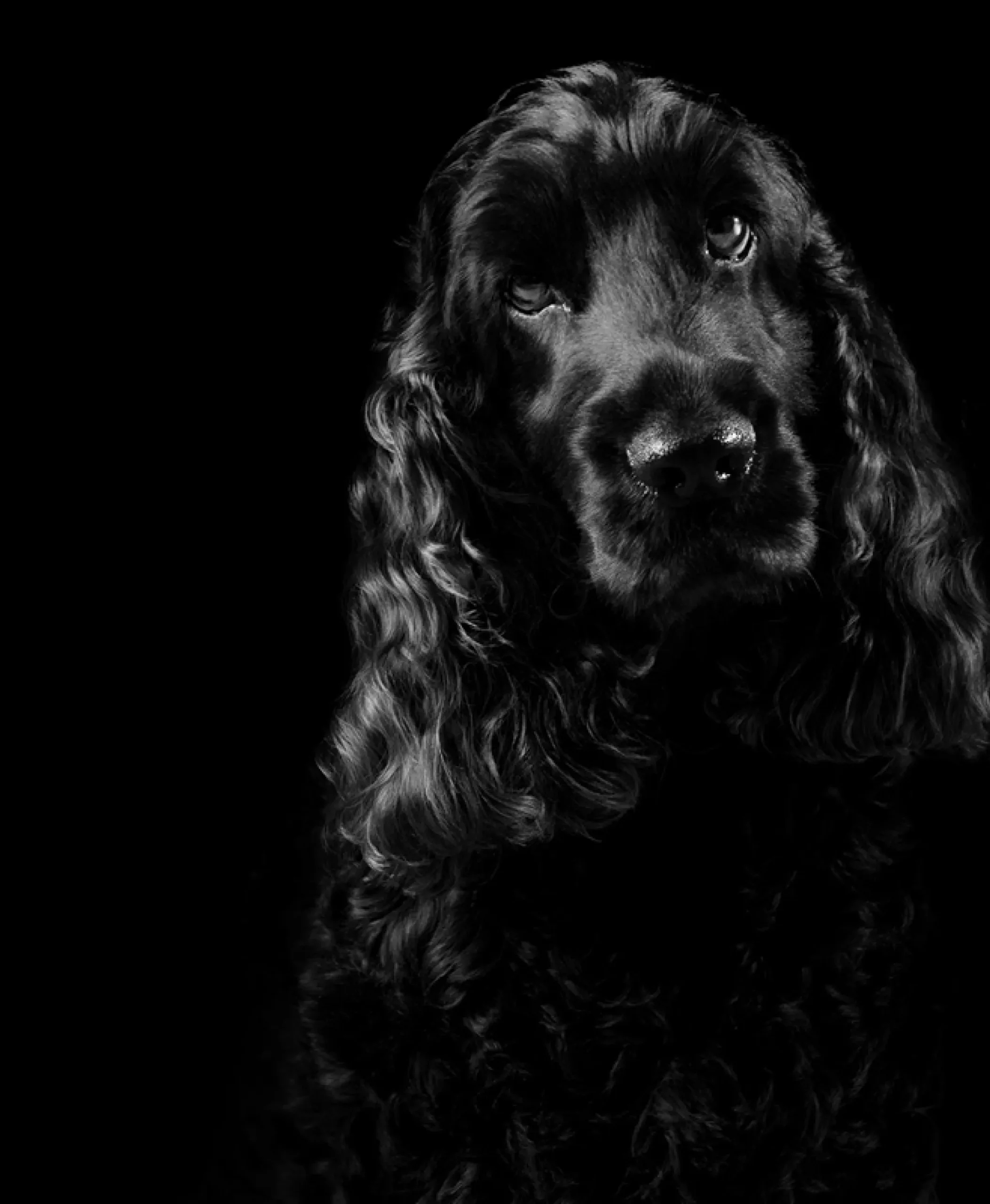 chien cocker noir poils brillants et hydratés smithandburton