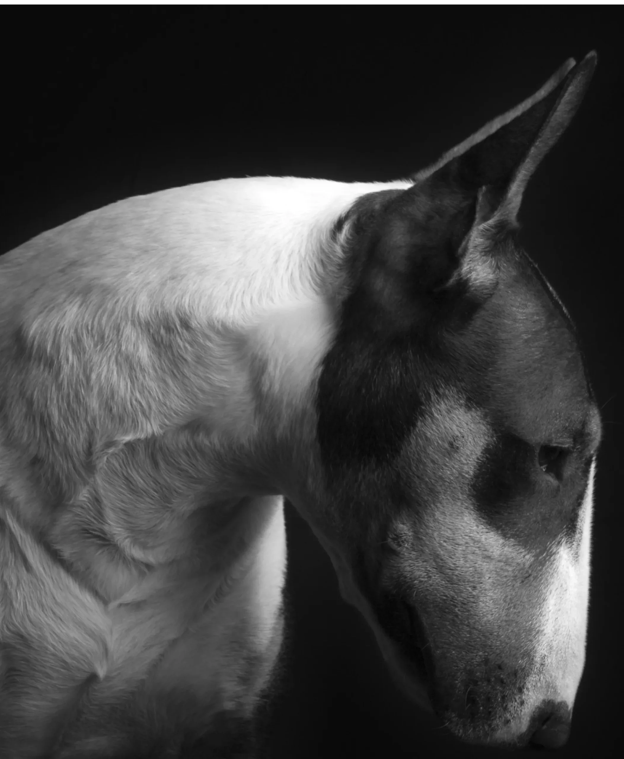 chien de profil Bull terrier, photo en noir et blanc
