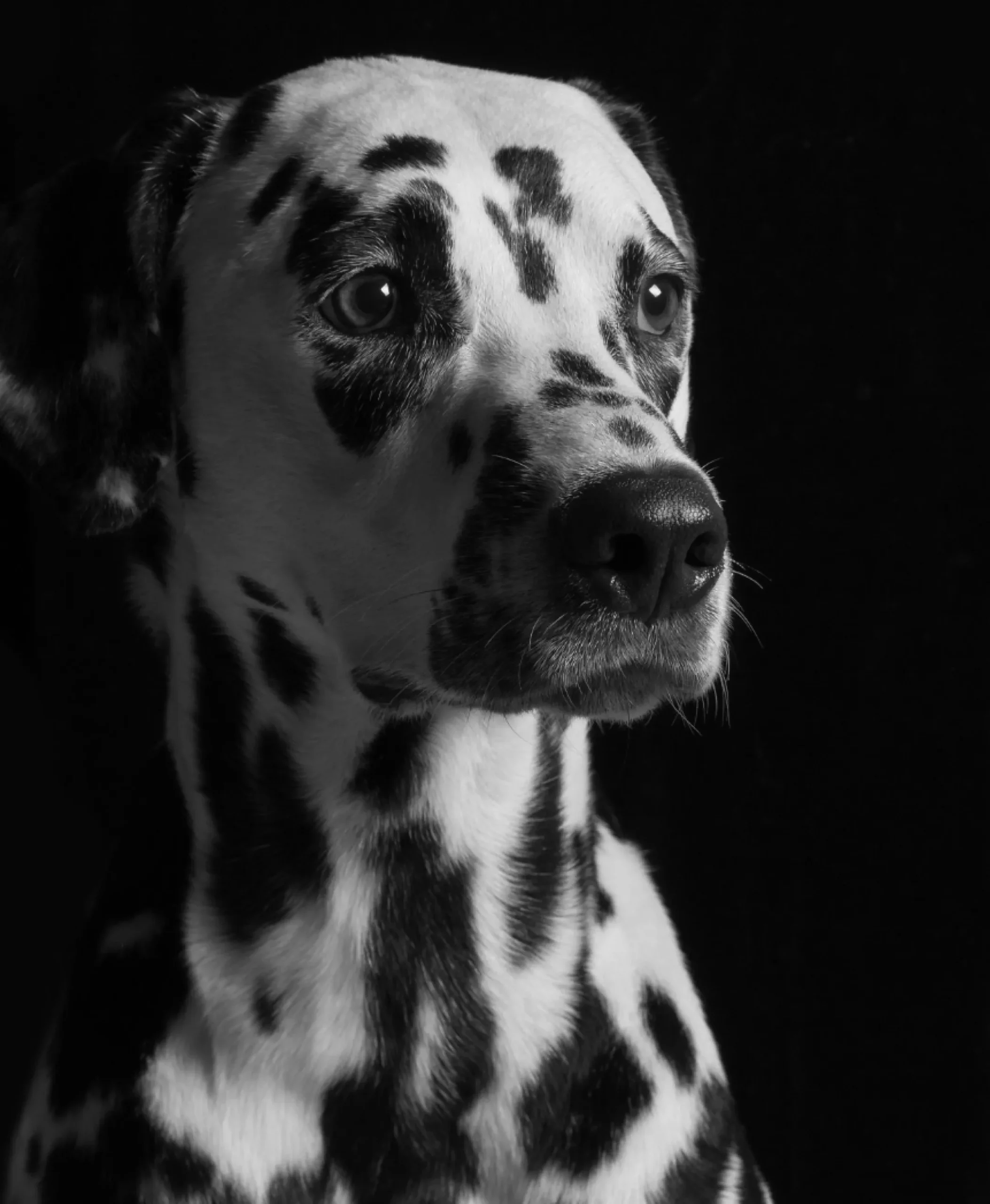 photo chien dalmatien, noir et blanc au pelage brillant, hydraté avec les sprays smithandburton