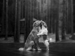 chiens se faisant des bisous