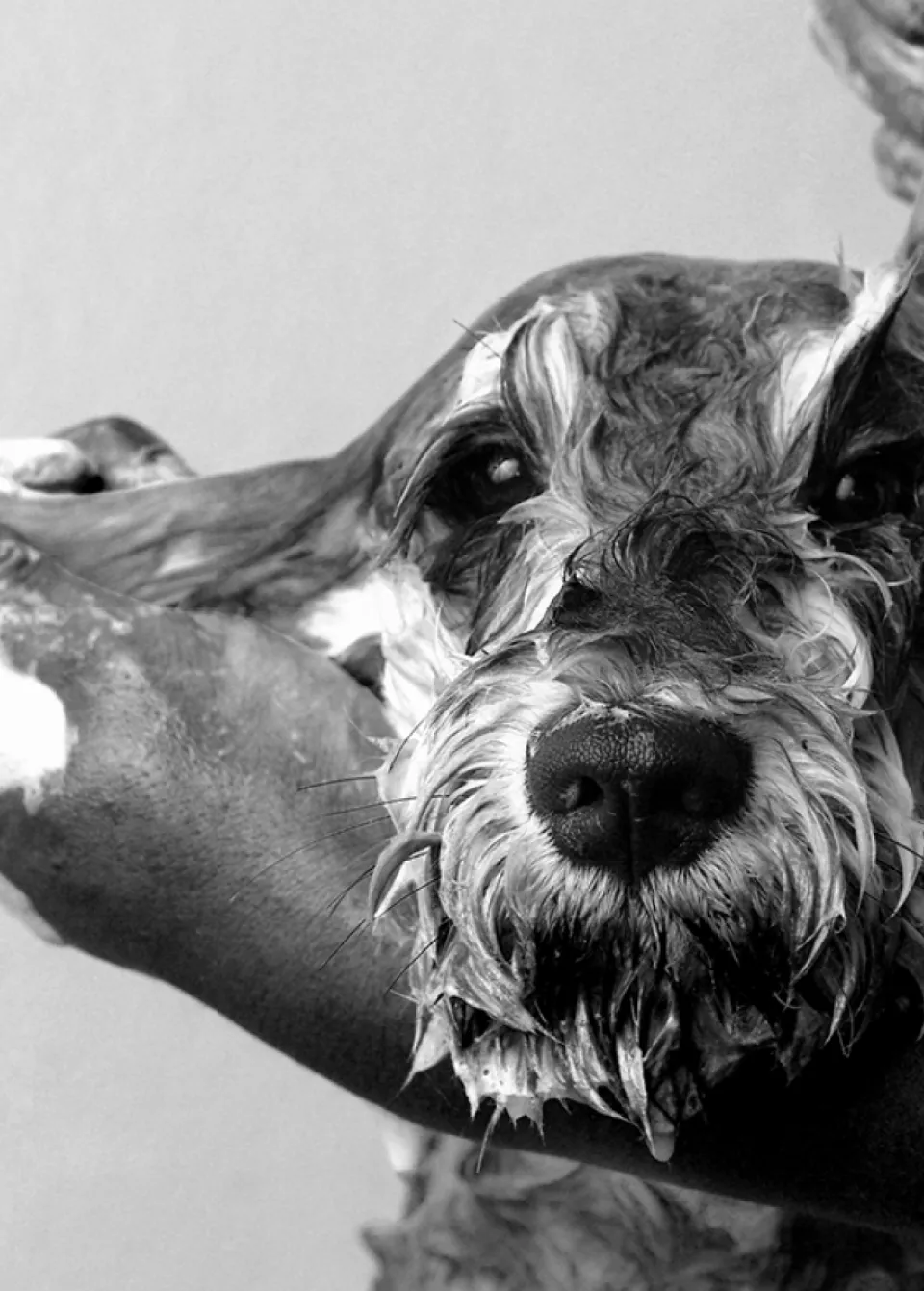 chien toilettage smith and burton