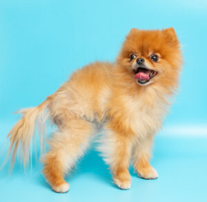 spitz allemand, pomeranian, alopécie Bsd