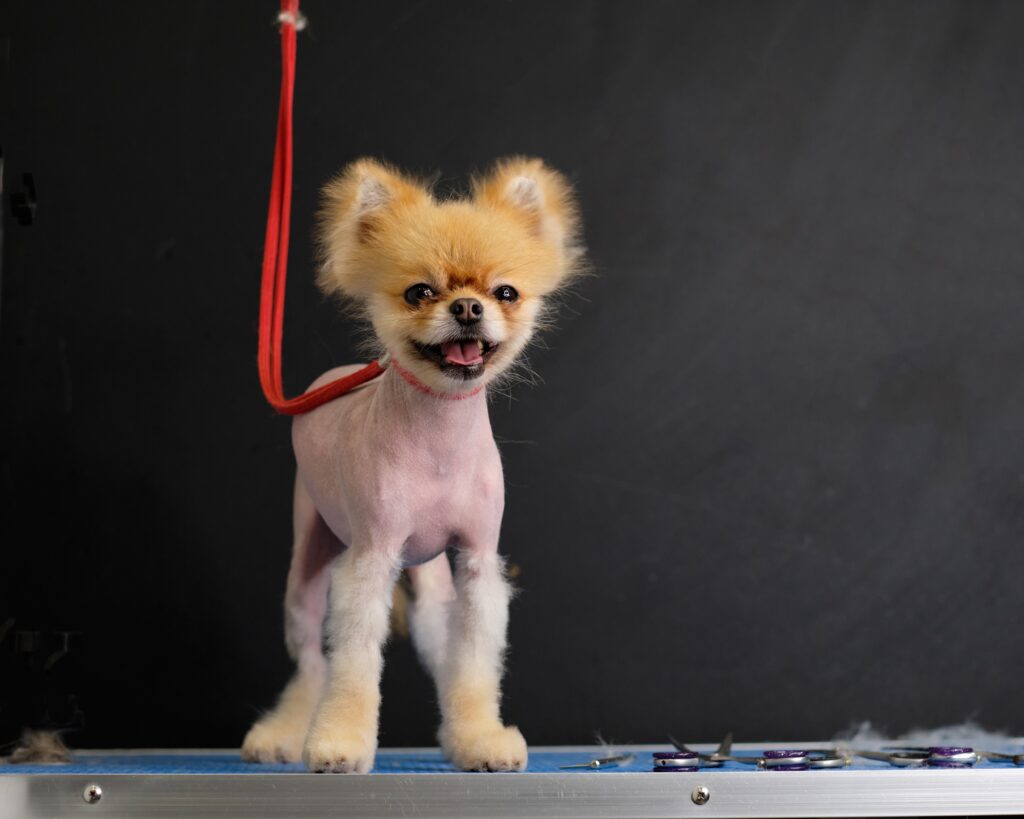 chien spitz alopecie bsd