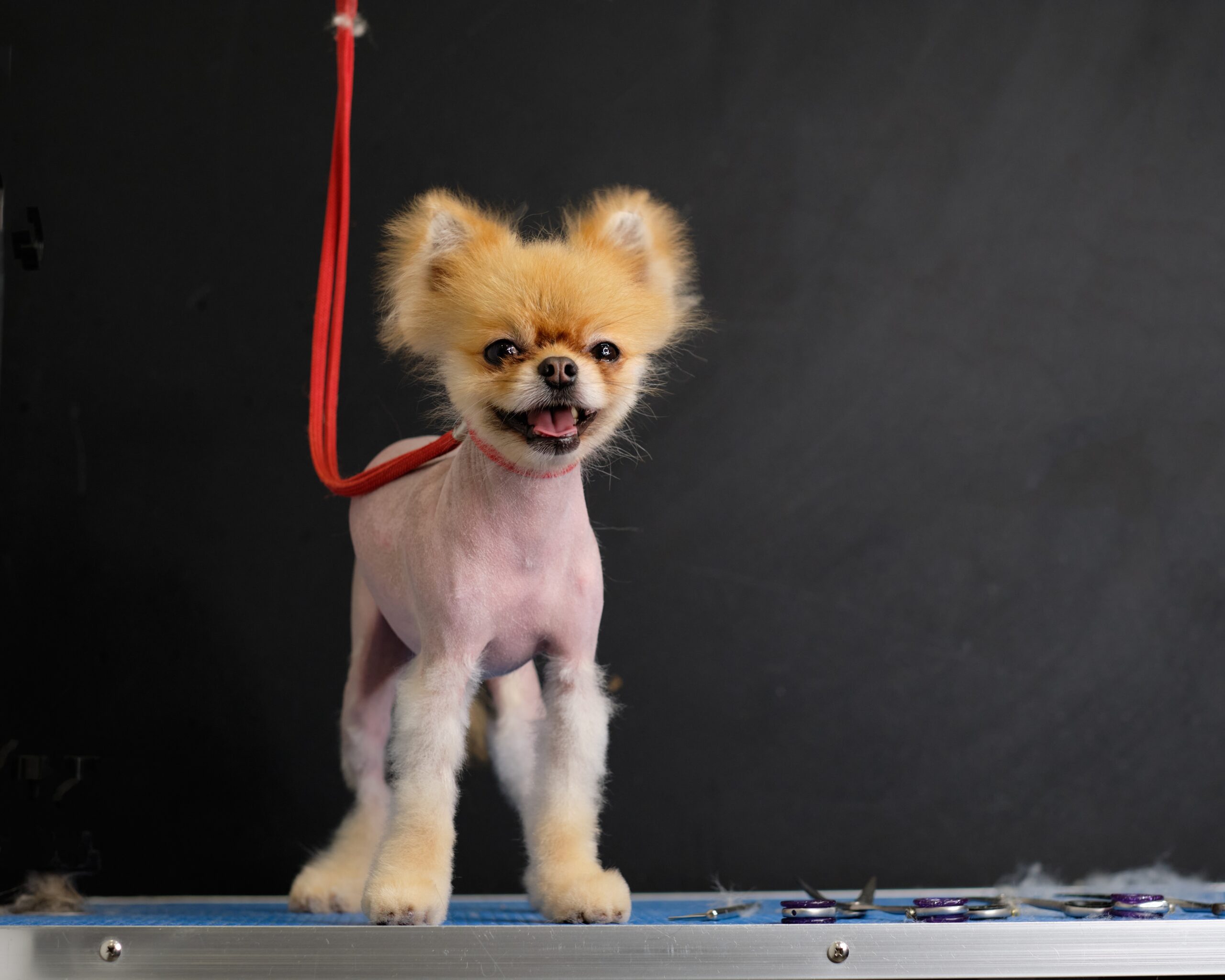 chien spitz alopecie bsd