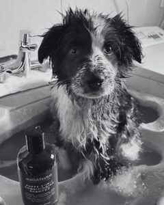 guide complet toilettage chien, chiot dans son bain. smithandburton
