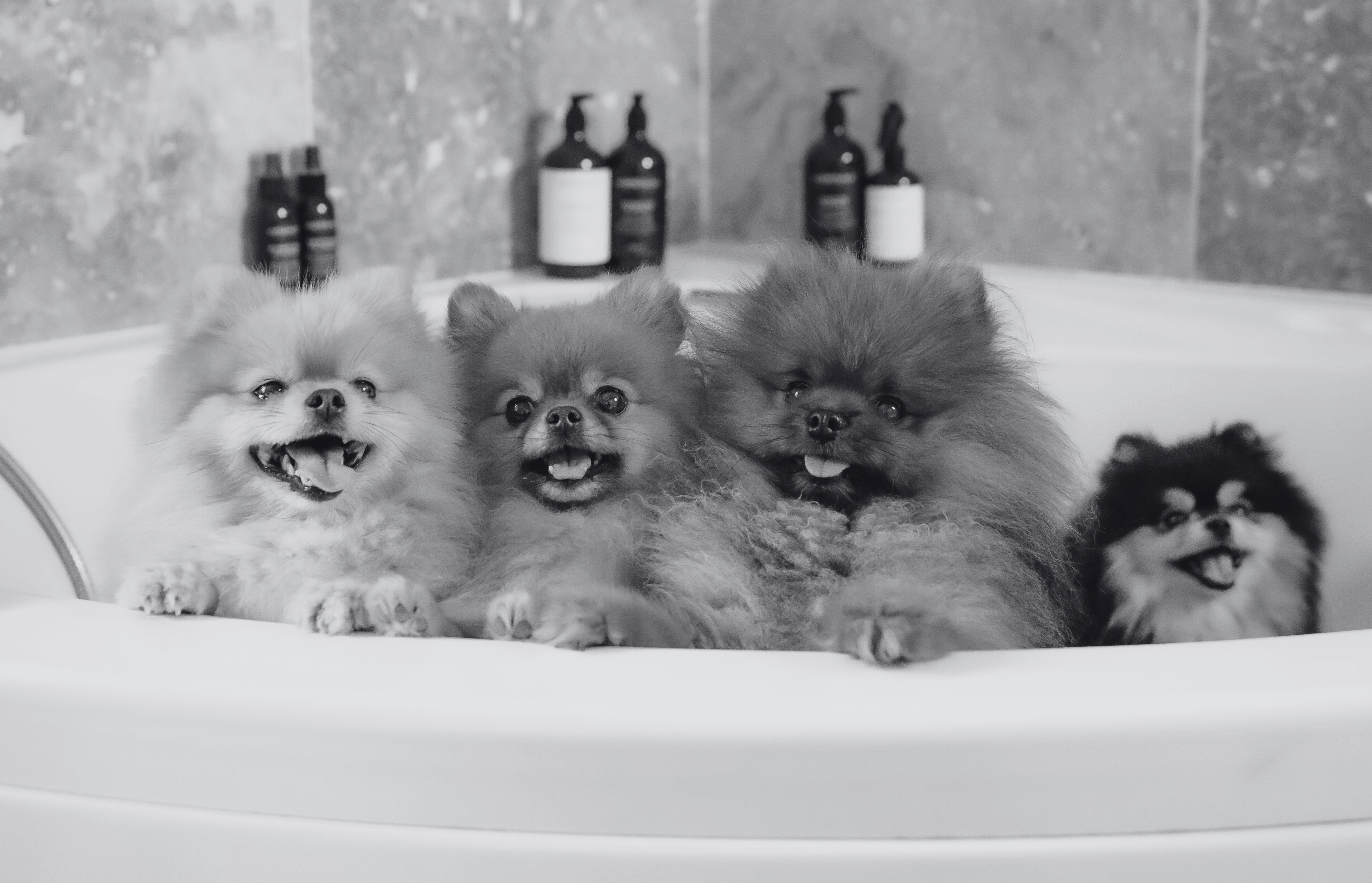 petits spitz pomeranian dans une baignoire rom show pomeranian
