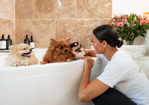 toilettage chiens heureux détente, complicité, confort