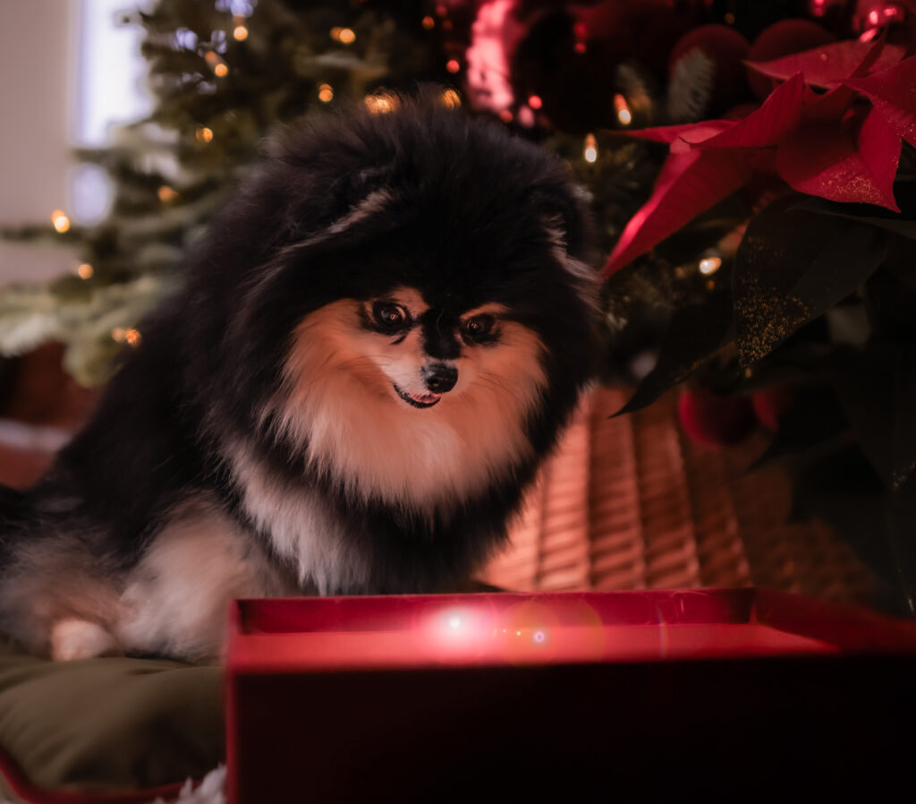 chien découvre son cadeau de noel