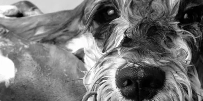 chien toilettage smith and burton