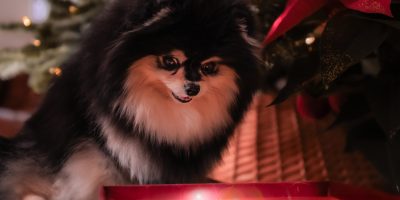 chien découvre son cadeau de noel